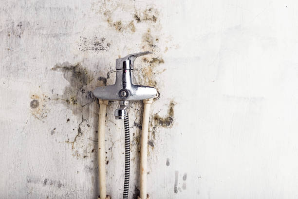 Best Mold Remediation Experts  in Farngton Hills, MI