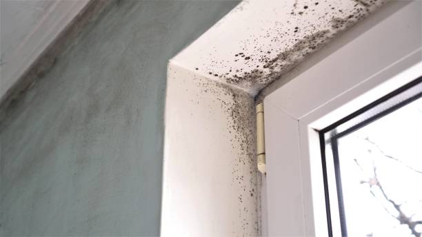 Professional Mold Removal in Farmington Hills, MI