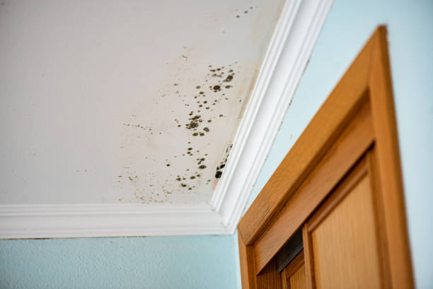Best Attic Mold Removal  in Farngton Hills, MI
