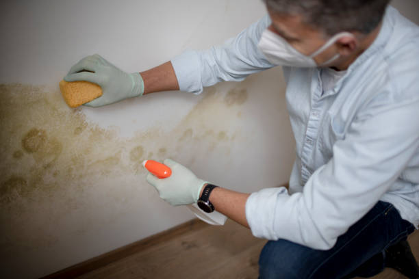 Best Mold Cleaning Services  in Farngton Hills, MI
