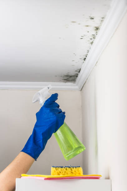 Best Toxic Mold Removal  in Farngton Hills, MI