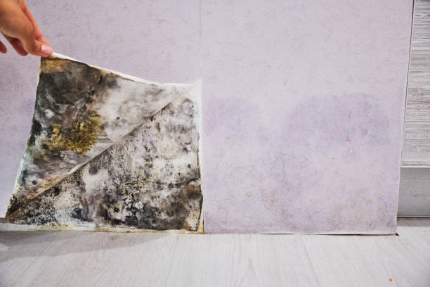 Best Local Mold Removal Service  in Farngton Hills, MI